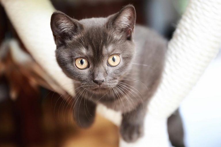 races de chat qui sont les moins indépendantes 