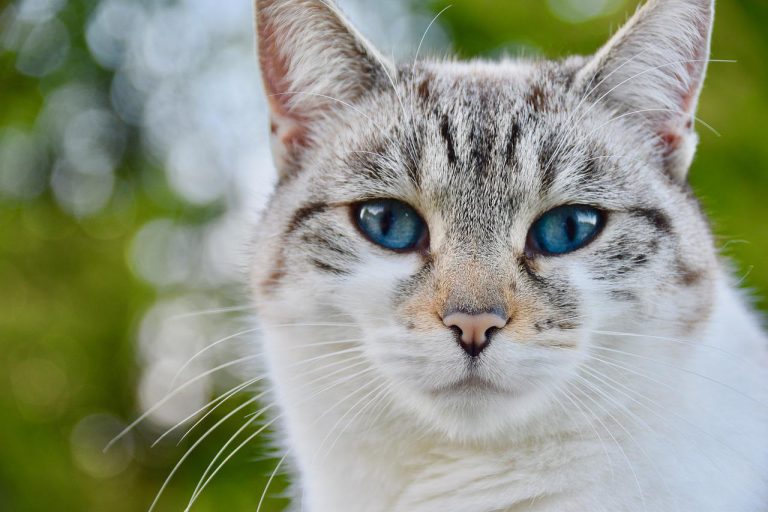 races de chat qui sont les moins chères