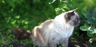 races de chat qui ne peuvent pas vivre en ville