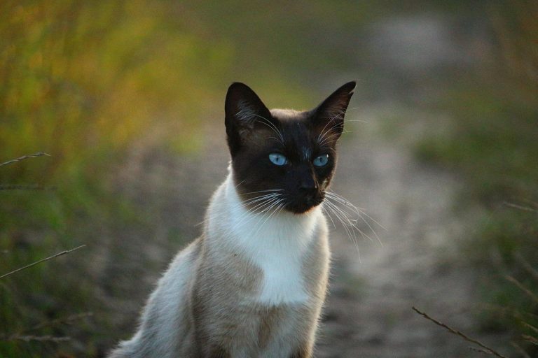 races de chat ne savent pas jouer toutes seules