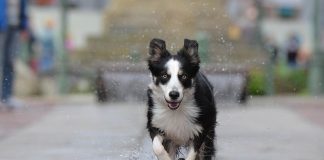 les races de chien qui aiment courir