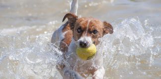 races de chien qui aiment l’eau