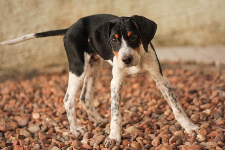 races de chien qui aiment le chaud