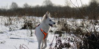 races de chien qui aiment la neige