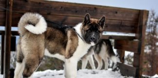 races de chien qui aiment le froid