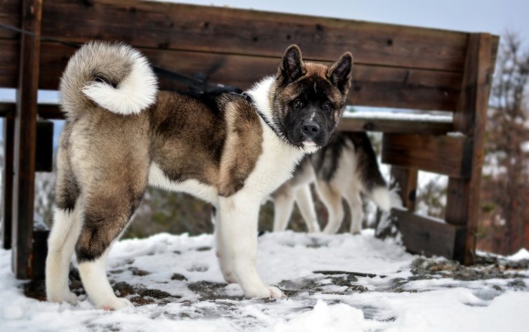 races de chien qui aiment le froid