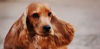 races de chien dans les bandes dessinées