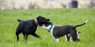 races de chien qui se battent le plus