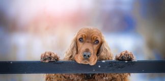 races de chien qui font beaucoup de bêtises