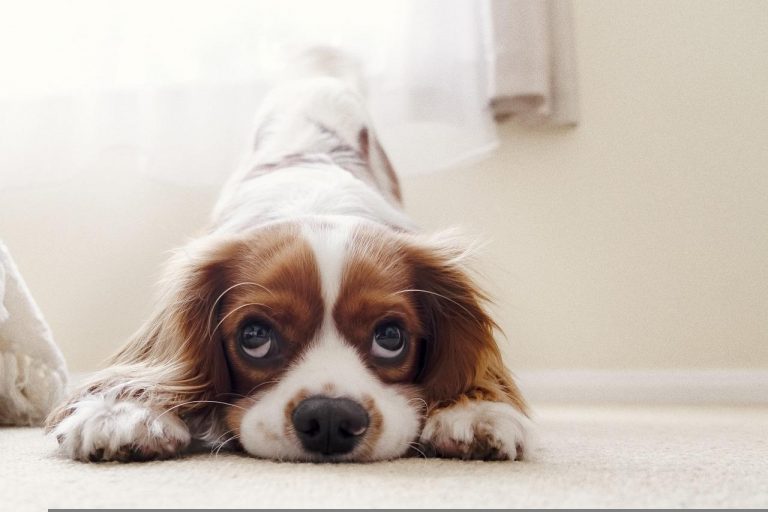 races de chien qui ont le plus besoin d’attention