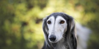 races de chien qui ont bon caractère