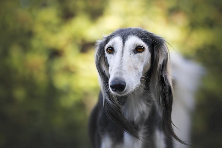 races de chien qui ont bon caractère