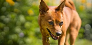 races de chien curieuses