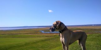 races de chien qui font du cinéma