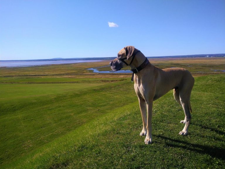 races de chien qui font du cinéma