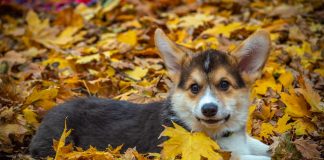 races de chien les plus joueuses