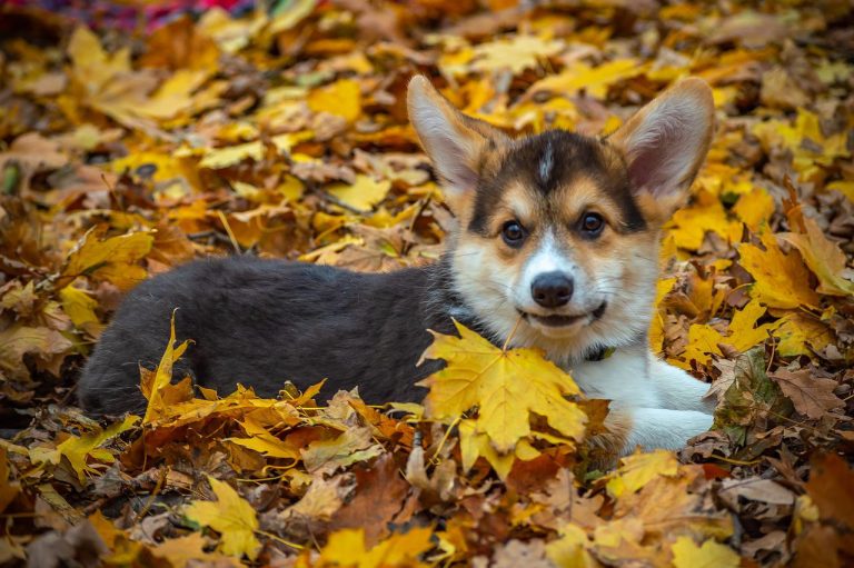 races de chien les plus joueuses