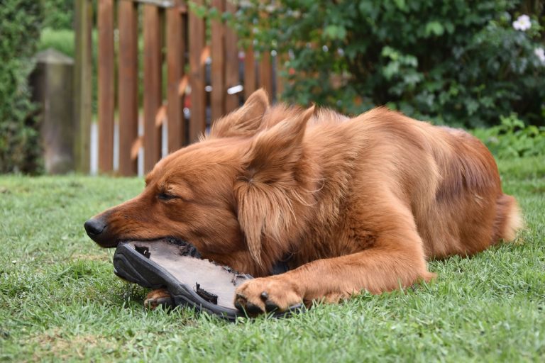 races de chien les plus destructrices