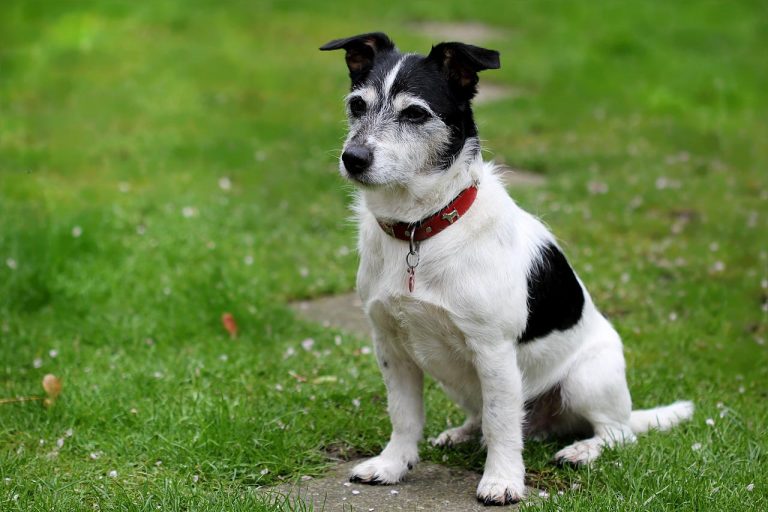 races de chien les plus rapides