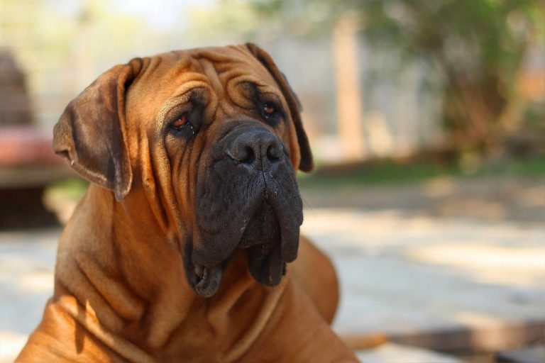 races de chien qui sont les plus lourdes