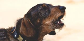 races de chien qui ont un mauvais caractère