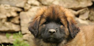 races de chien qui méritent d’être plus connues