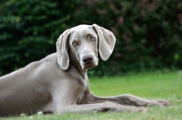 races de chien pas chères à entretenir