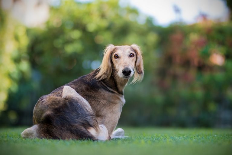 races de chien les moins destructrices