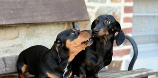 races de chien les moins sociables