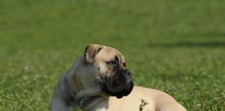 races de chien qui ont le museau aplati