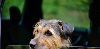 races de chien qui ont le mal des transports