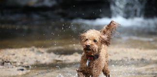 races de chien pour partir en vacances