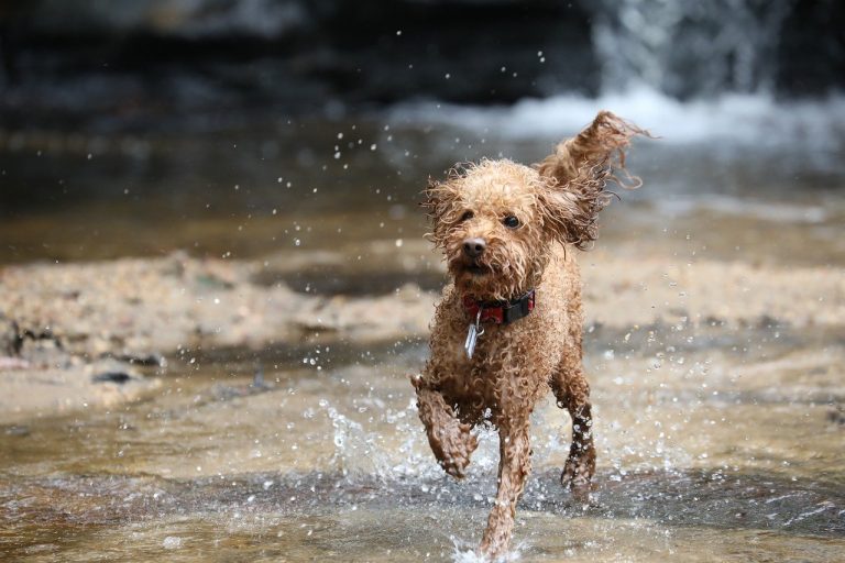 races de chien pour partir en vacances