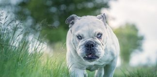 races de chien pas emmener la la mer