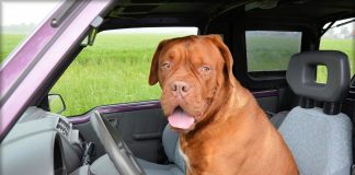 races de chien pas malades en voiture