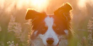 races de chien qui ne peuvent pas vivre en ville