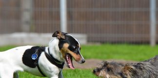 races de chien s’entendent pas avec autres chiens