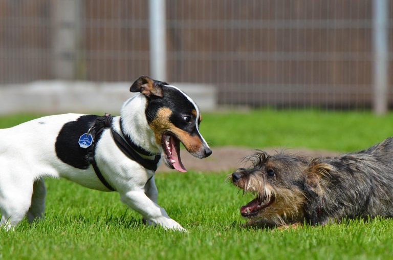 races de chien s’entendent pas avec autres chiens