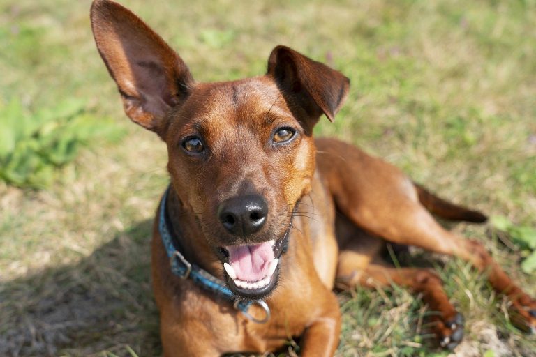 races de chien ne savent pas jouer toutes seules