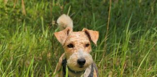 races de chien les moins indépendantes 