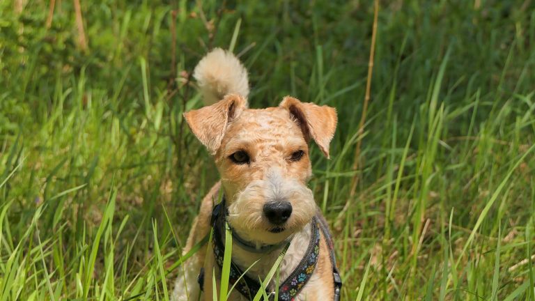 races de chien les moins indépendantes 