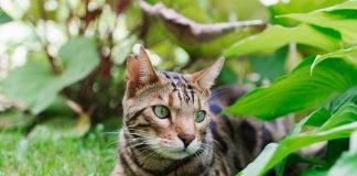 races de chat qui chassent les oiseaux 