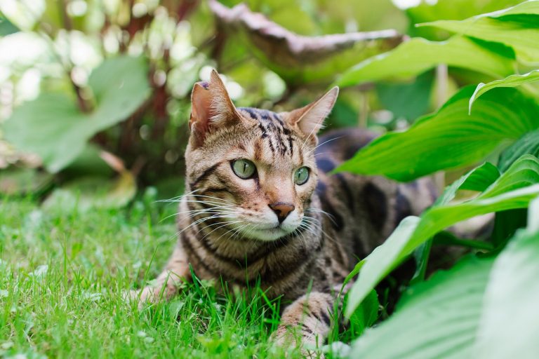 races de chat qui chassent les oiseaux 