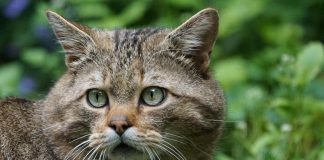 races de chat les plus abandonnées