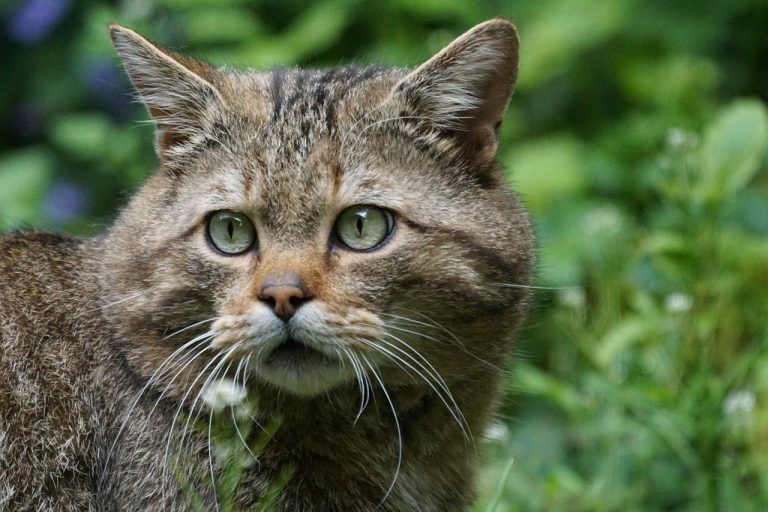 races de chat les plus abandonnées