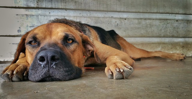 aider son chien à mieux vivre sa rentrée