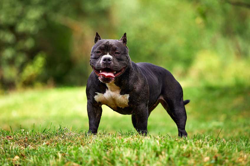 chien Bully Américain