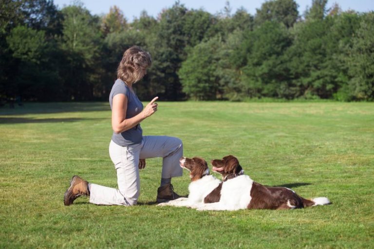 devenir éducateur canin