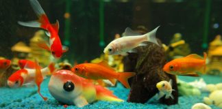 poissons d'aquarium les plus courants