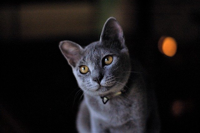 race de chat toujours de mauvaise humeur